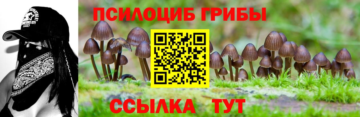 Псилоцибиновые грибы GOLDEN TEACHER  Галлюциногенные грибы Cubensis  Канск  Вход с VPN 